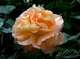 A Picture of a Rose