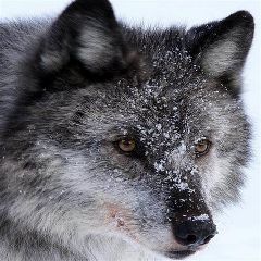 Closeup of a wolf